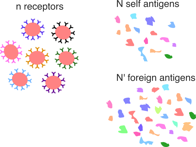 immune cartoon