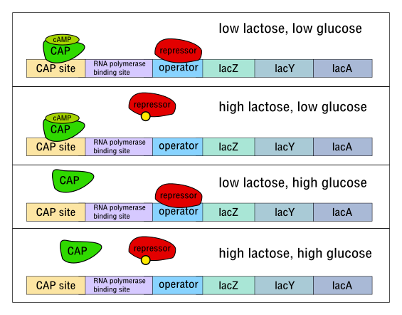 lac_operon_cartoon